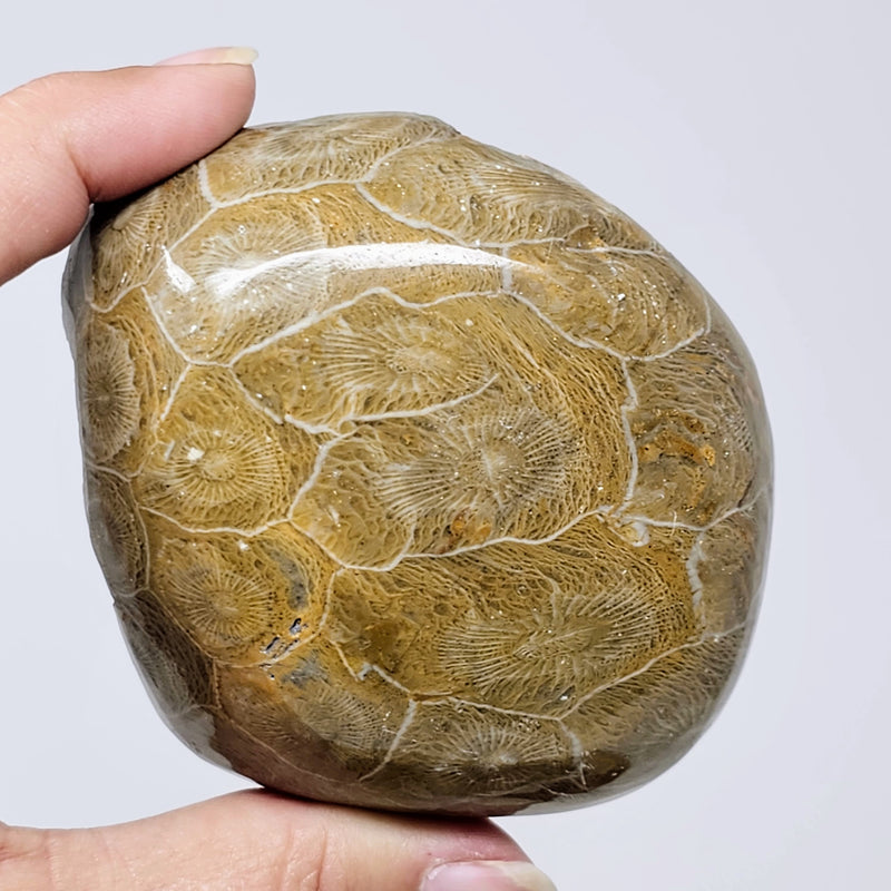 Petoskey Stone Agate - For Spiritual Healing and Growth