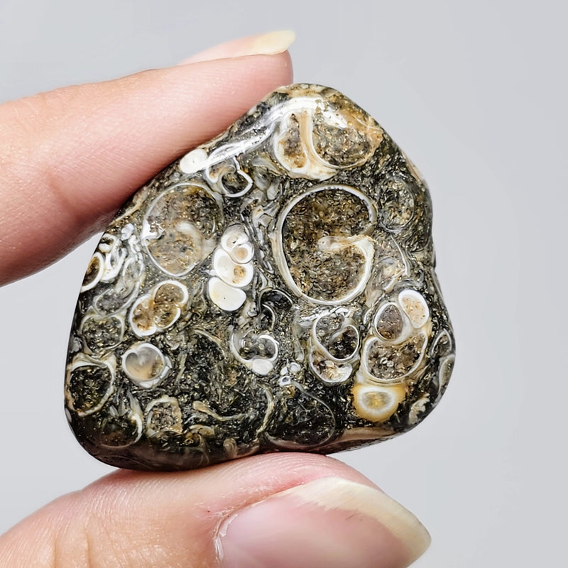 Turritella Agate Tumbled Stones - For Creating An Ancestral Bond