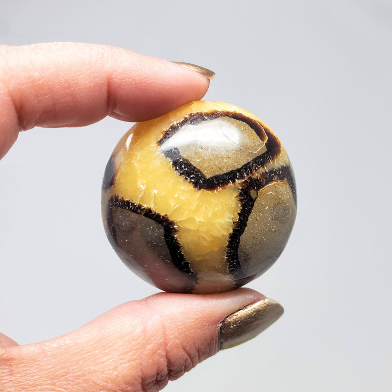 A hand holding up a Septarian Nodule Palm Stone
