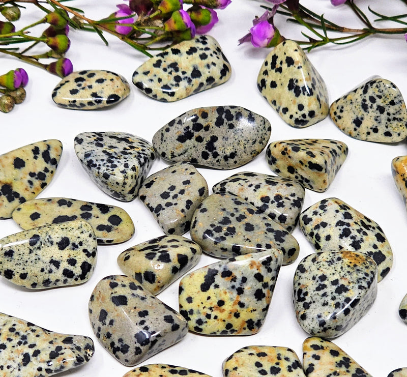 Dalmatian Jasper Tumbled Stones - For Elevated Levels of Harmony