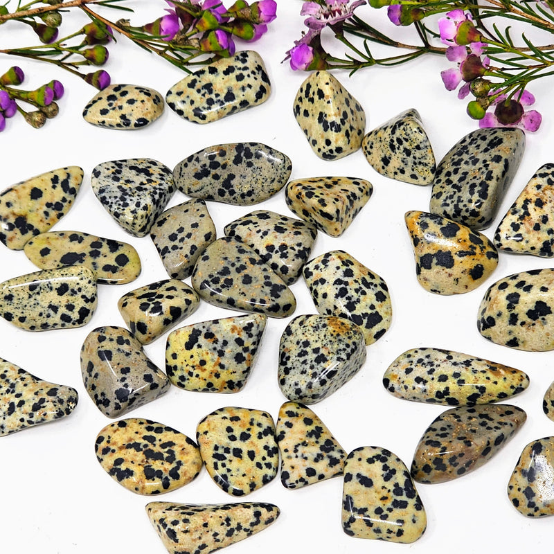 Dalmatian Jasper Tumbled Stones - For Elevated Levels of Harmony