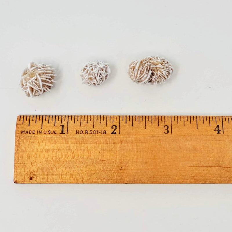 Three Desert Rose Selenite Baby Clusters lined up over a ruler to show actual size