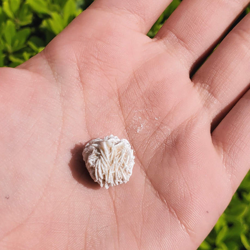 A single Desert Rose Selenite Baby Cluster in the palm of an open hand