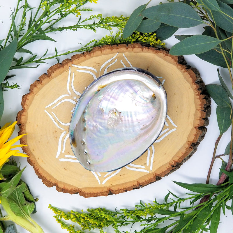 abalone shell on a wood slab surrounded by flowers and ferns